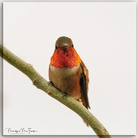 Who doesn't love Hummies?! - Picture 16 of 16